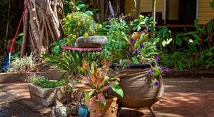 Plantas para casa: dicas de espécies práticas e evento em Bauru