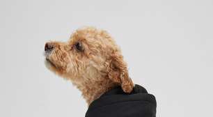 Marcas de luxo lançam roupas elegantes para cães