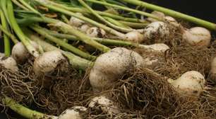 Especialistas recomendam: "Para plantas, aplique um dente de alho diariamente durante uma semana e, em seguida, por mais cinco dias."