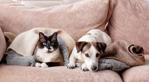 O que significa ter medo de cachorro ou gato, segundo a psicologia?