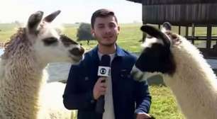Cuspiu? Jornalista da Globo leva susto ao vivo com lhama perto dele