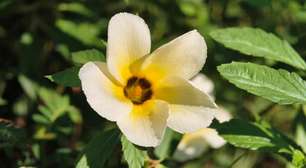 Chanana: aprenda a cultivar a planta medicinal com flores comestíveis