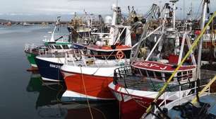 Como uma invasão de polvos no Canal da Mancha está transformando a pesca no Reino Unido