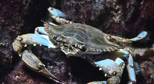 Itália lança milhares de polvos ao mar para combater invasão de caranguejo-azul