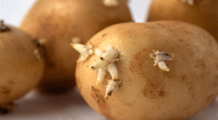 Batatas germinadas são seguras para consumo? Veja quais cuidados tomar com os brotos do alimento