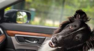 Turismo pet friendly ganha força nas estâncias paulistas