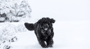 Do labrador ao terra-nova: você conhece os cães originários do Canadá?