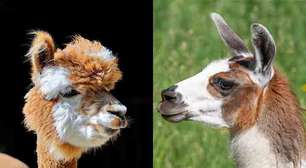 Saiba as semelhanças e diferenças entre lhamas e alpacas