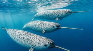 'Unicórnio do mar': cientistas encontram explicação para uma das estruturas mais curiosas do mundo animal, o 'chifre' dos narvais