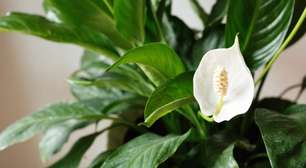 Quais são as plantas comuns que podem ser tóxicas? Entenda