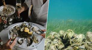 Em 2007, eles começaram a reciclar conchas de ostras vazias de restaurantes da Flórida: hoje, já restauraram 97 recifes