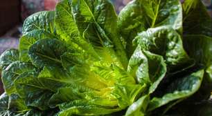 Almeirão: o vegetal nutritivo ideal para sua horta caseira