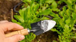O que acontece quando você coloca bicarbonato de sódio nas plantas? Veja os benefícios e como usar esse ingrediente no jardim