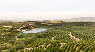 Fazenda Santa Helena Tem VGV Potencial de R$ 7 Bilhões, Diz CEO da JHSF