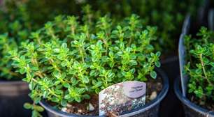 Como cultivar tomilho em casa e escolher o melhor lugar