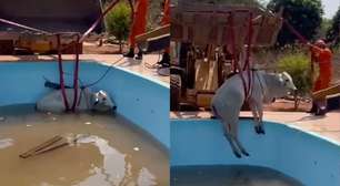 Bombeiros usam escavadeira para resgatar boi que caiu em piscina em Mato Grosso