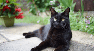 Gatos conseguem ver fantasmas? Conheça essa e outras crendices associadas aos felinos