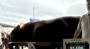 Mário: Conheça o touro de 1.485 Kg que surpreendeu o próprio dono na 49ª Expointer