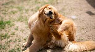 Skincare pet: cuidados especiais para pelagem clara