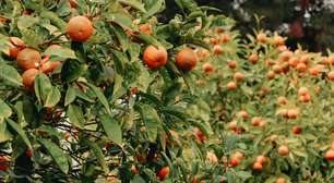 Você sabia que plantar uma árvore no quintal pode ajudar o planeta? Conheça 5 frutíferas nativas