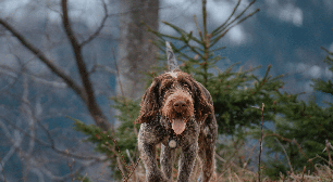 Cesky fousek: essa raça de cachorro se destaca pelo visual rústico e pela natureza astuta