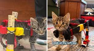 Com apenas 10 cm de altura, gatinho paralisado ganha cadeira de rodas feita com réguas e carrinhos Hot Wheels após veterinária ter ideia criativa: equipamento improvisado devolveu a mobilidade e permitiu ao filhote andar e brincar com seus irmãos felinos