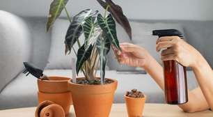 Alocasia: conheça planta exótica que virou febre nos lares mais sofisticados