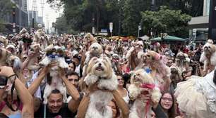 Mais de 1.000 shih tzus tomam conta da Avenida Paulista e vídeos chamam atenção na internet