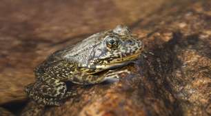 Mais de 10 mil rãs que desapareceram de 92% de seu território são devolvidas à natureza na Califórnia