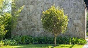 Como plantar árvores frutíferas e transformar seu jardim