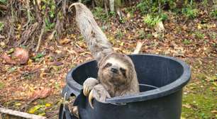 Bicho-preguiça é resgatado em via pública e solto em parque de Mogi das Cruzes