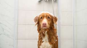 A tortura do cheirinho de bebê: por que o perfume do pet shop estressa o seu cão