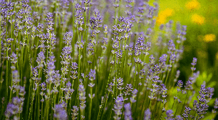 Lavanda ajuda a relaxar? Conheça 7 benefícios da planta para a saúde