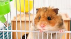 Serial killer de hamsters: homem é detido no Japão por exterminar 50 hamsters; acusado de maus-tratos contra pequenos roedores choca o país com atos de crueldade e vira alvo de investigação de autoridades locais