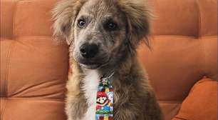 Bartô, o cãozinho que luta pela vida: ajude a salvar seu amigo!