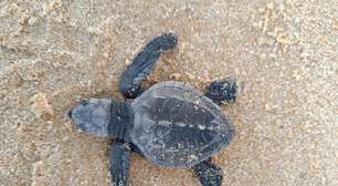 Indústria alagoana apoia conservação da fauna marinha