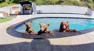 Compartilhamos a casa com uma família de ursos que toma banho vários dias por semana na nossa piscina