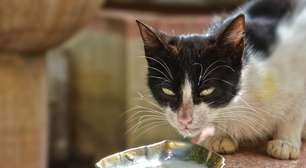 Gato descobriu um jeito incomum de dividir o leite com um bezerro e a cena virou rotina no campo