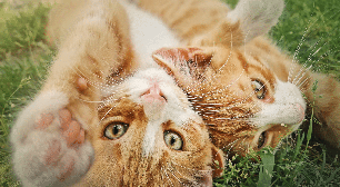 Noé, Davi e Salomão: veja os melhores nomes para gatos inspirados na Bíblia