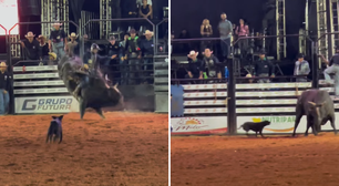 Cadela invade arena de rodeio e 'desafia' touro; veja o vídeo