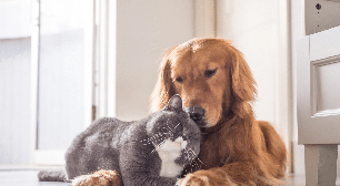 Seu pet está ansioso? Veja cuidados para tornar a rotina de cães e gatos mais tranquila