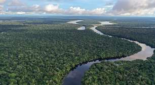Dia da Amazônia: por que preservá-la é importante para o mundo todo?