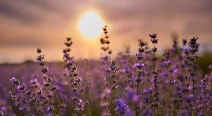 Lavanda: veja como cultivar a planta perfumada no Brasil