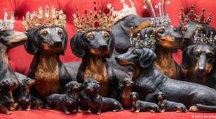 Museu na Alemanha é dedicado inteiramente aos cães salsichinha