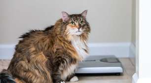 Diabetes em pets: como má alimentação e sobrepeso interferem na saúde de cães e gatos?