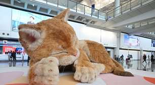 Hong Kong tem algo que muitos aeroportos invejariam; não é um novo terminal: é um gato gigante e interativo