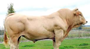 A raça de vacas Rubia Gallega está desaparecendo devido a um problema natural: a qualidade do seu sêmen