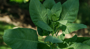 Moradora de Mairinque é hospitalizada após comer planta tóxica achando que era couve
