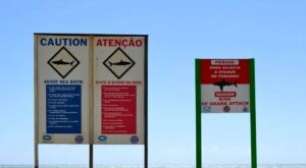 Alerta de tubarões e afogamentos: Cemit orienta banhistas nas praias de Pernambuco