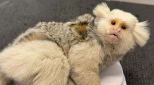 Sagui de pelagem rara é resgatado após atropelamento em Jaraguá do Sul